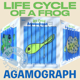 Life Cycle of a Frog (3 Image) Agamograph Craft | Coloring