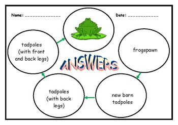 Life Cycle of a Frog by Teaching Resources 4 U | TpT