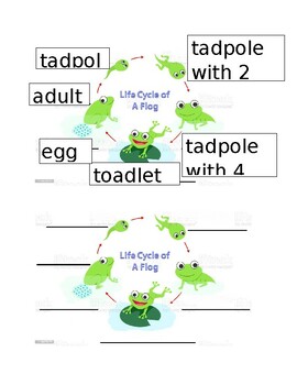 Preview of Life Cycle of a Frog