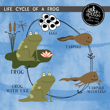 Preview of Life Cycle of a Frog Clip Art, Matching Game & Poster Bundle