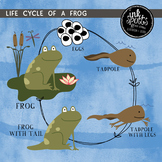 Life Cycle of a Frog Clip Art, Matching Game & Poster Bundle