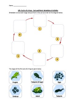 Preview of Life Cycle of a Frog - Cut and Paste Worksheet Activity (Printable)