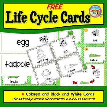 Preview of Life Cycle Free- FROG