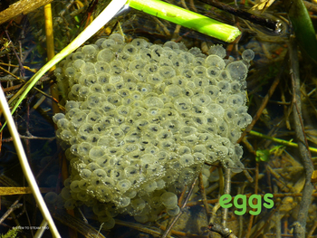 The Wood Frog: Life Cycle and Activities by Science and STEAM Team