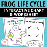 Life Cycle of a Frog Activity & Worksheet - Frogs & Pond L