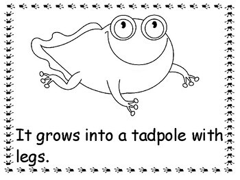 Life Cycle of a Frog-Language Arts and Science Activities | TPT