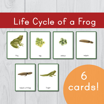 Preview of Life Cycle of a Frog • Montessori Nomenclature Cards • Three Part Cards
