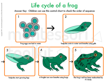 bilingual cards and figurines Frog Montessori inpired life cycle 