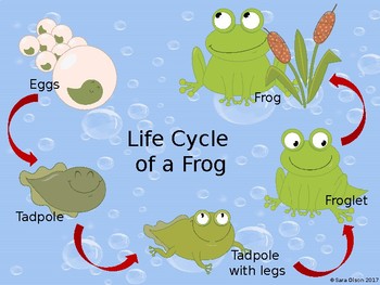 Frog life cycle poster
