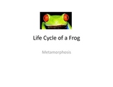 Life Cycle of a Frog PowerPoint Presentation