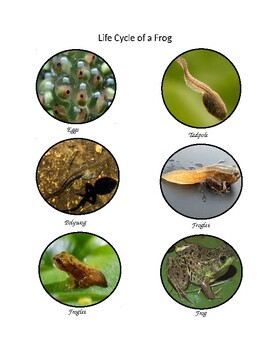 Preview of Life Cycle of a Frog - Real Images/Montessori