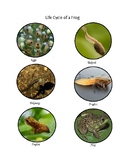 Life Cycle of a Frog - Real Images/Montessori