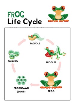 Life Cycle of a Frog Science Poster, Flashcards, DIY by E-learning by KD