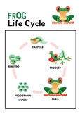 Life Cycle of a Frog Science Poster, Flashcards, DIY
