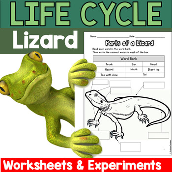 lizard life cycle for kids