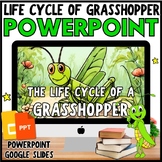 Life Cycle of a GRASSHOPPER PowerPoint & Google Slides Les