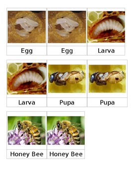 Preview of Life Cycle of a Honey Bee 3 Part Cards