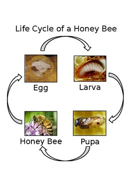 Preview of Life Cycle of a Honey Bee Control Cart