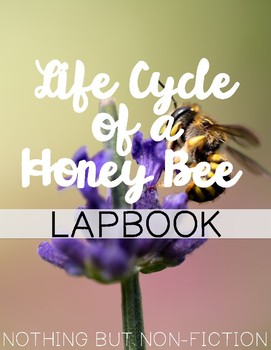 Preview of Life Cycle of a Honey Bee Lapbook