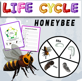 Preview of Life Cycle of a Honeybee - life cycle of a Honeybee craft .