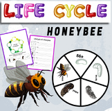 Life Cycle of a Honeybee - life cycle of a Honeybee craft .