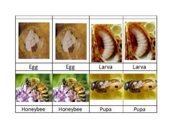 Preview of Life Cycle of a Honeybee Cards (for matching or ordering)