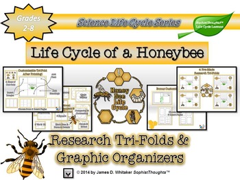 graphic organizer for bees