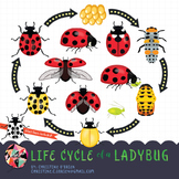 Life Cycle of a Ladybug Clip Art Set