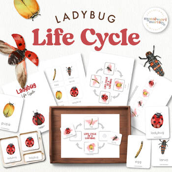 Preview of Life Cycle of a Ladybug, Flash Cards, Montessori Nomenclature Cards