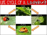 Life Cycle of a Ladybug {Freebie}