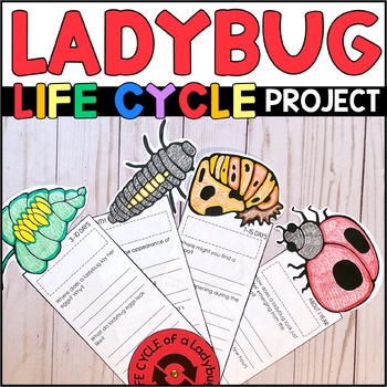  Insect Lore Ladybug Life Cycle Stages, Set of