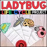 Life Cycle of a Ladybug Project - Insect Research - Ladybug Craft