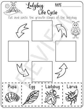 Preview of Life Cycle of a Ladybug - Spring Activities