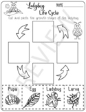 Life Cycle of a Ladybug - Spring Activities