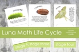 Life Cycle of a Luna Moth; Montessori matching activity fo