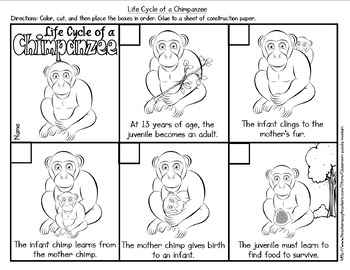 Life Cycle of a Mammal (Chimpanzee) Pack by Classroom "Panda"-monium