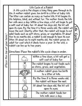 Life Cycle of a Mammal (Rabbit) Tab Booklet by Classroom 
