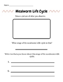 Life Cycle of a Mealworm Obervation Worksheet