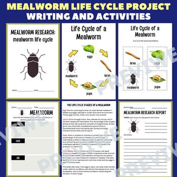 Preview of Life Cycle of a Mealworm Project - Animal Information Report Activities