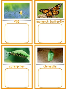 Batterfly Life Cycle Matching Cards. Details about   Montessori Material 