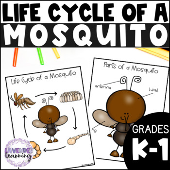 life cycle of a mosquito worksheet