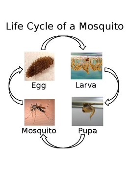 Mosquito Chart