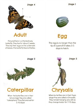 Life Cycle of a Painted Lady Butterfly Set by Hatching Curiosity
