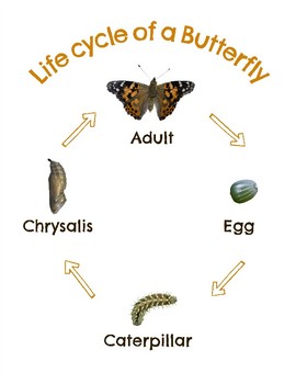 Preview of Life Cycle of a Painted Lady Butterfly Set