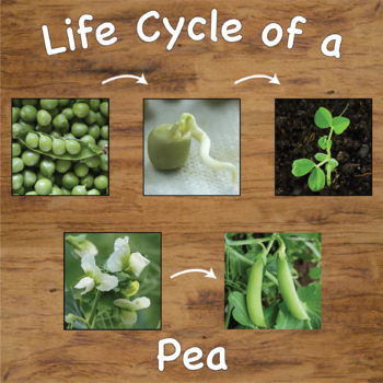 Preview of Life Cycle of a Pea Plant Sequencing Cards with Real Pictures / Photos