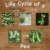 Life Cycle of a Pea Plant Sequencing Cards with Real Pictu