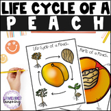 Life Cycle of a Peach Activities, Worksheets, Booklet - Pe