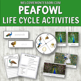 Life Cycle of a Peafowl: Peacock life cycle for Montessori