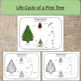 Life Cycle of a Pine Tree Evergreen Coniferous Montessori 