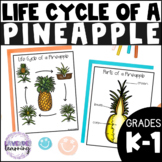 Life Cycle of a Pineapple Activities, Worksheets, Booklet 